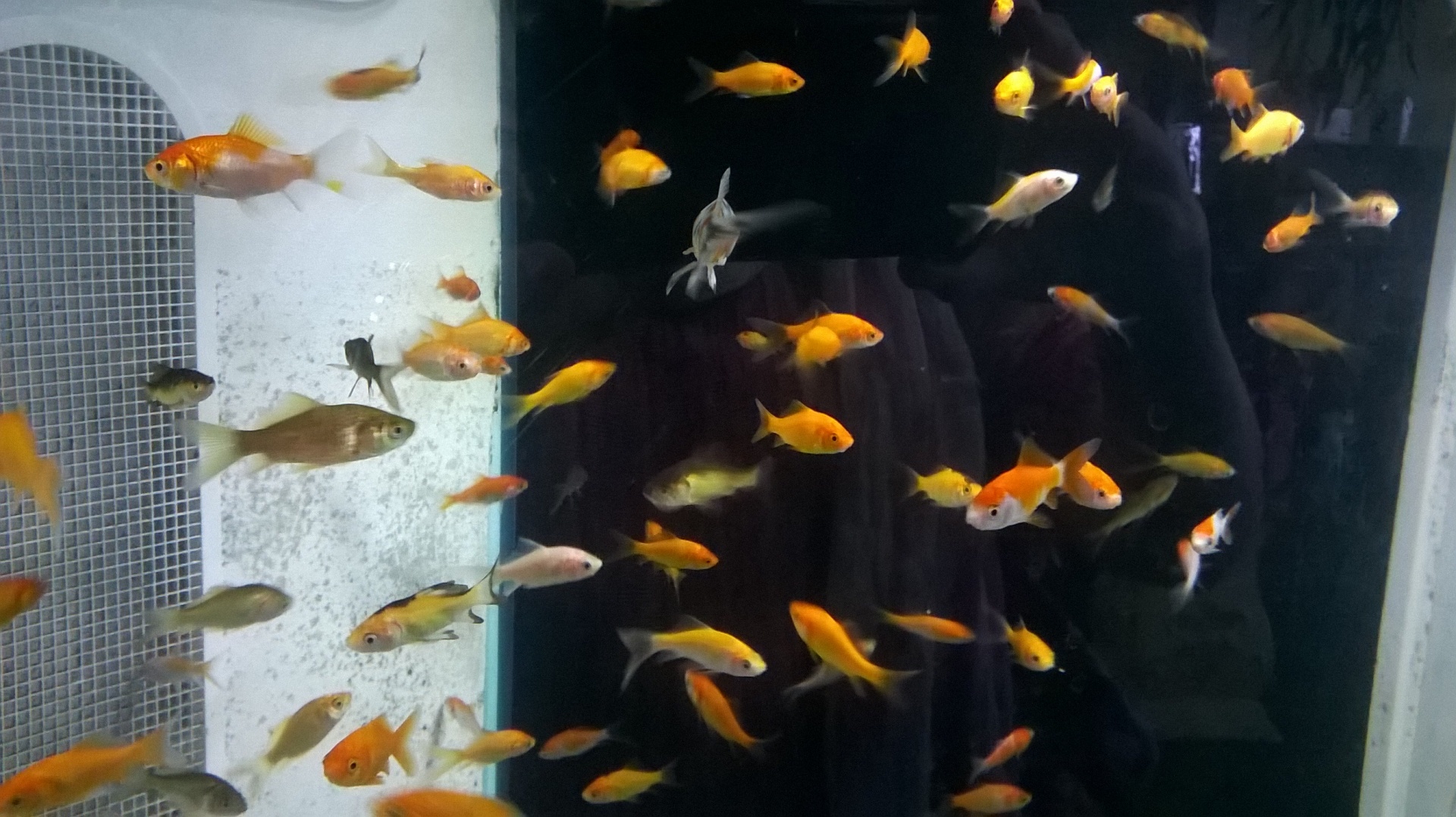 goldfish aquarium pet store free photo
