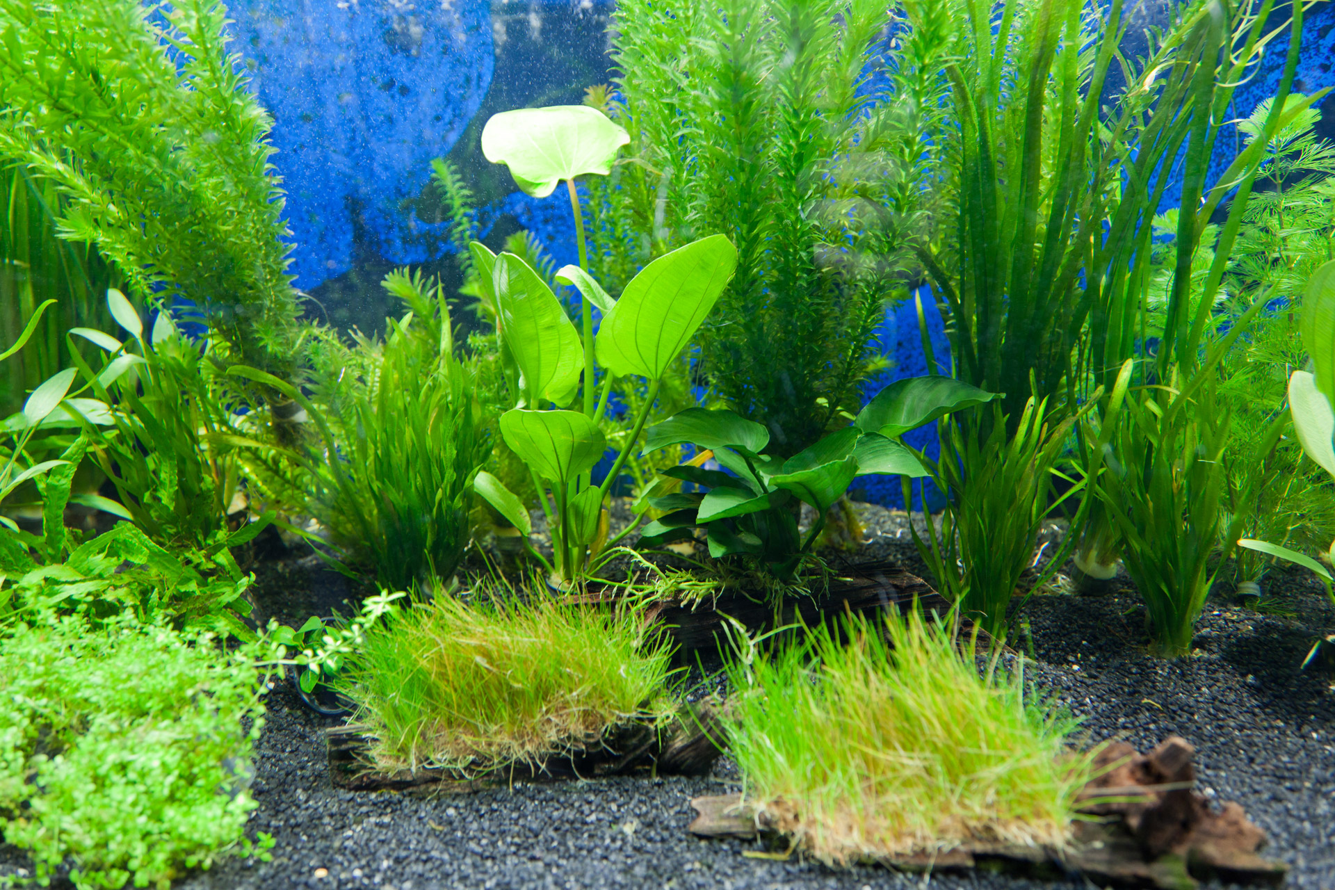 Unduh 530+ Background For Aquarium Plants Gratis