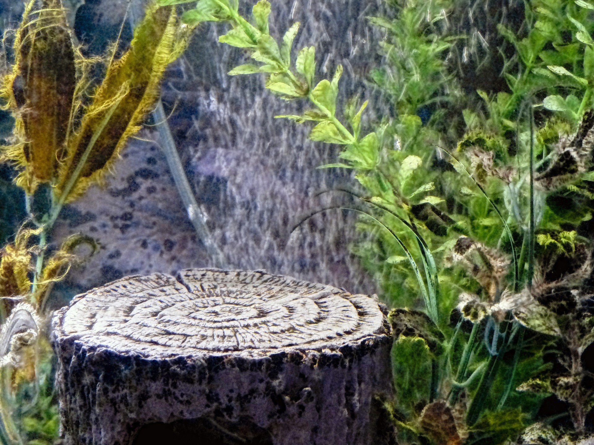 aquarium scene scenic free photo