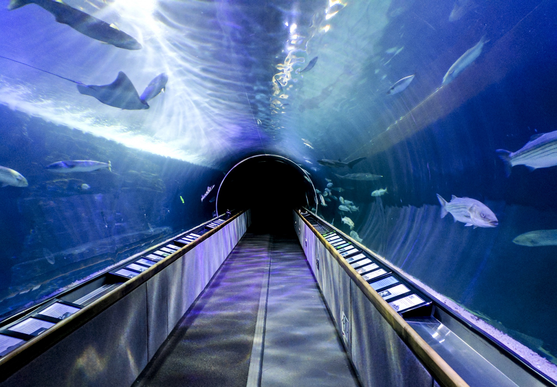 Туннель аквариум в Дубай