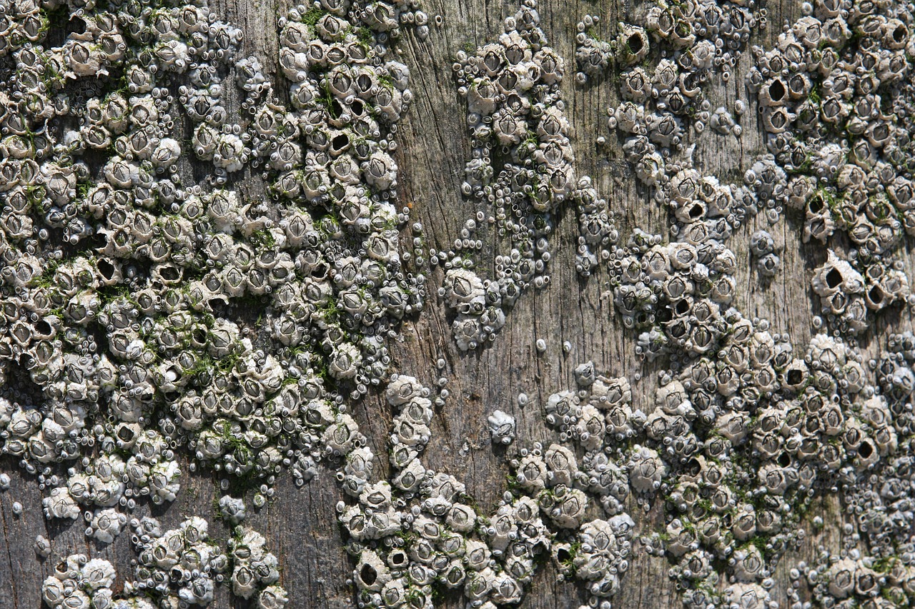 aquatic background barnacles free photo