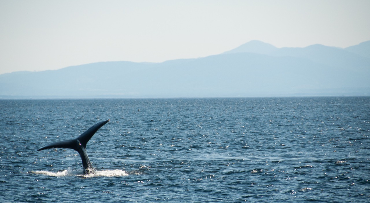 aquatic humpback whale free photo