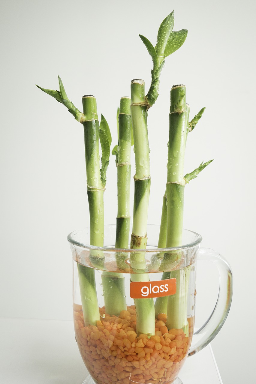 aquatic bamboo cup free photo