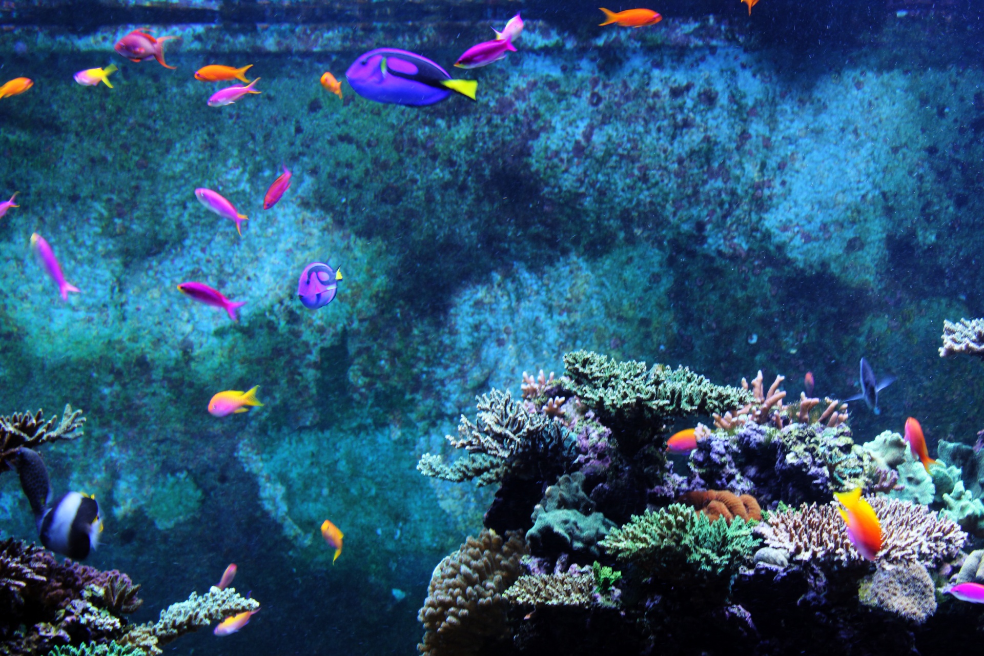 aquatic fish goldfish aquarium free photo
