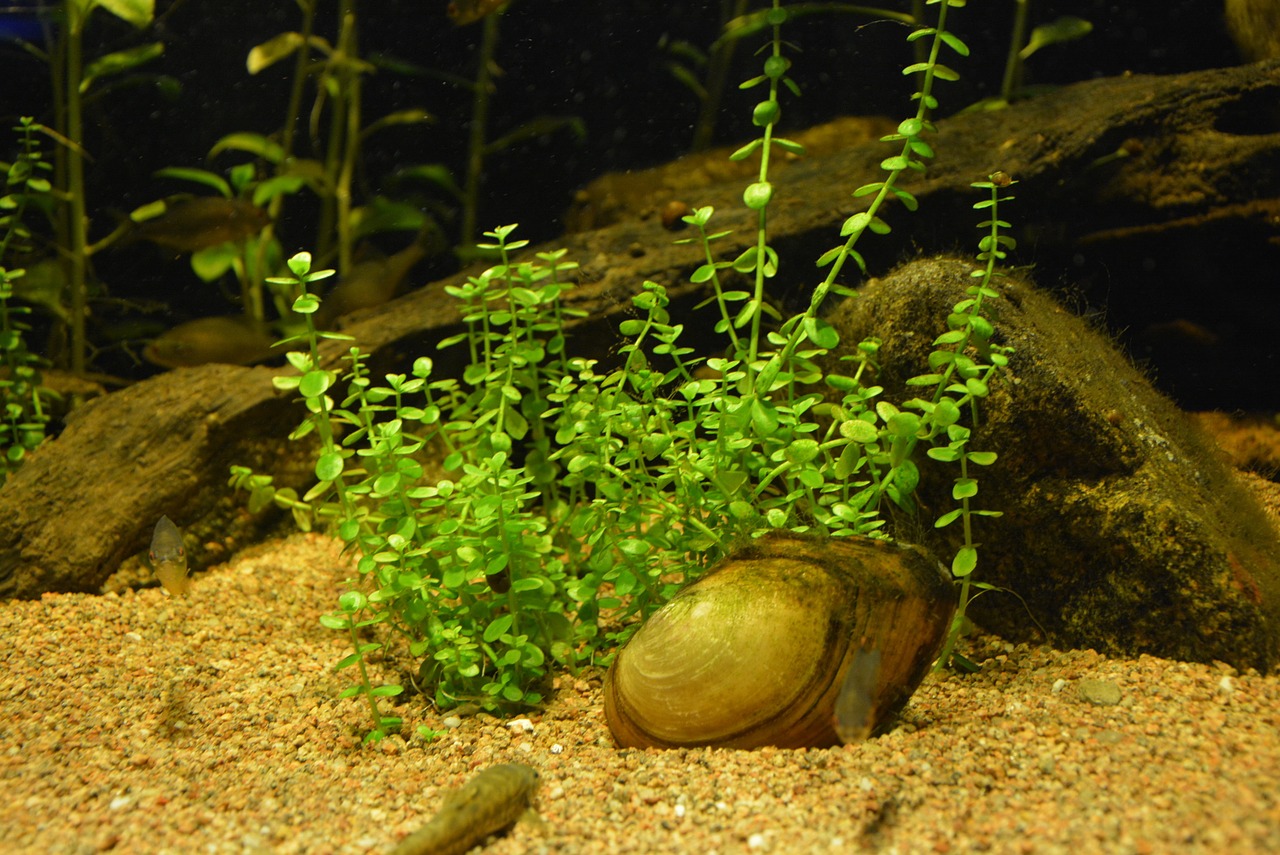 aquatic plant green zoo free photo