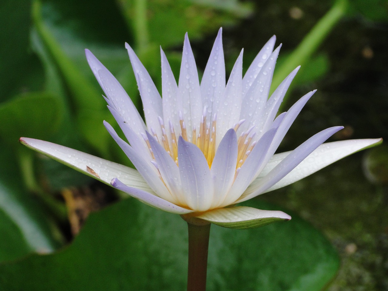 aquatic plant white water lily caribbean free photo