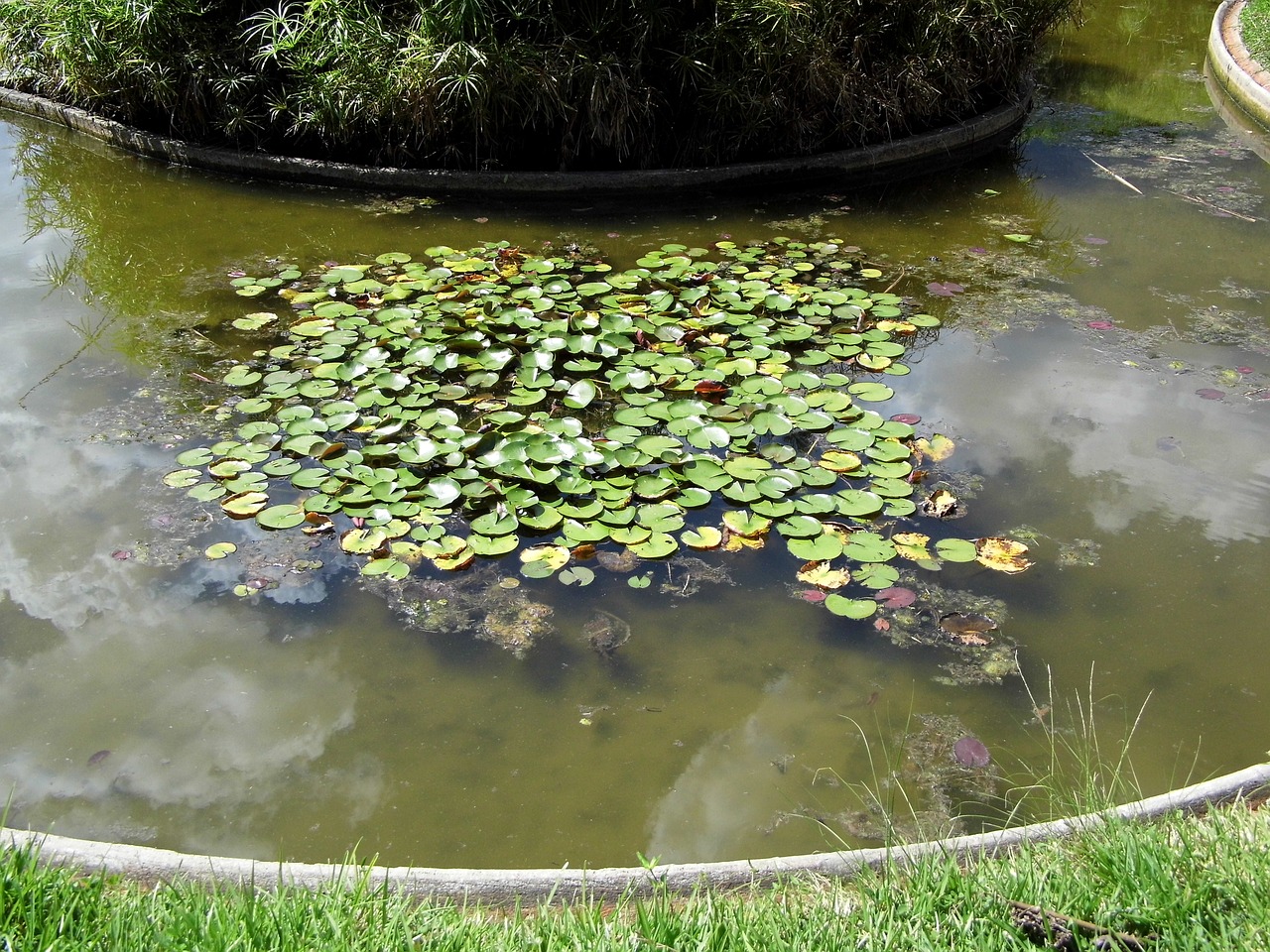 aquatic plant water pond free photo