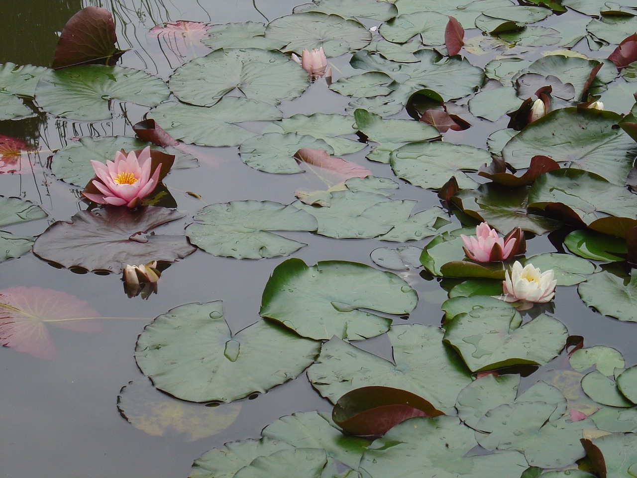 aquatic plant pink water lily pond plant free photo