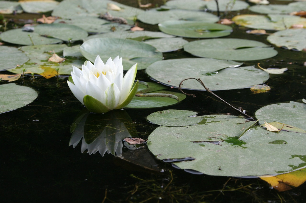 aquatic plant flower water lily free photo