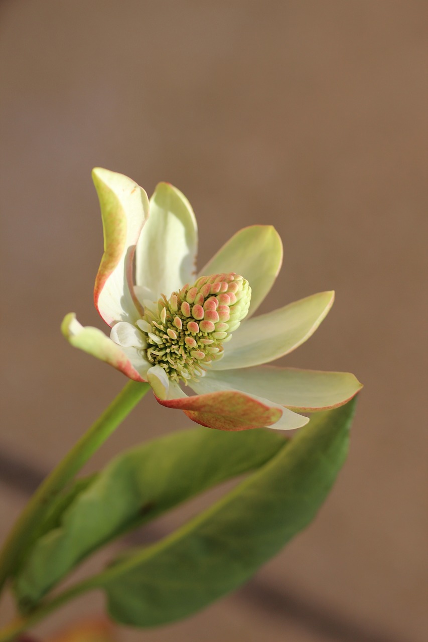 aquatic plant  white  flower free photo