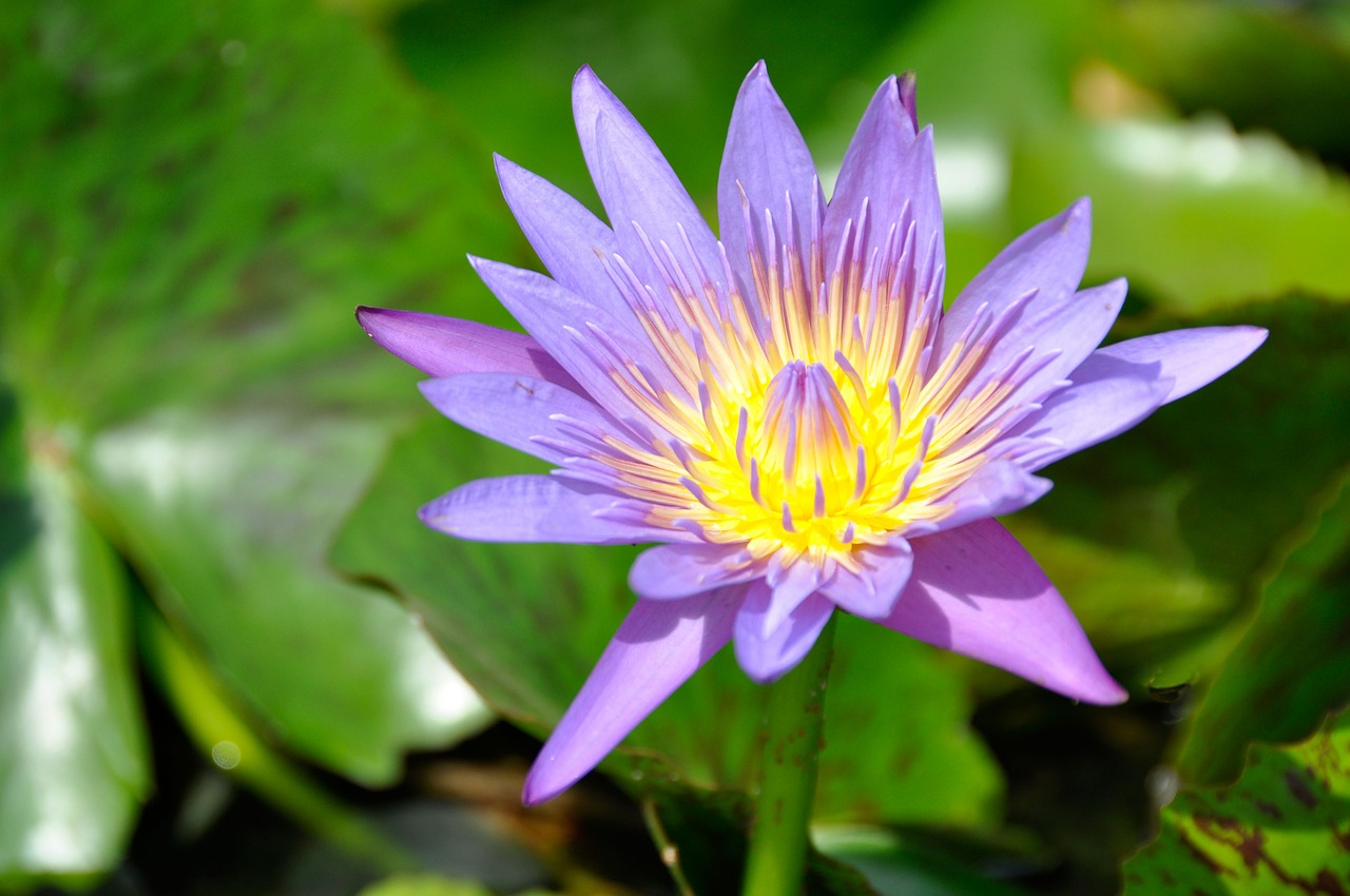 aquatic plant lotus blossom lotus free photo