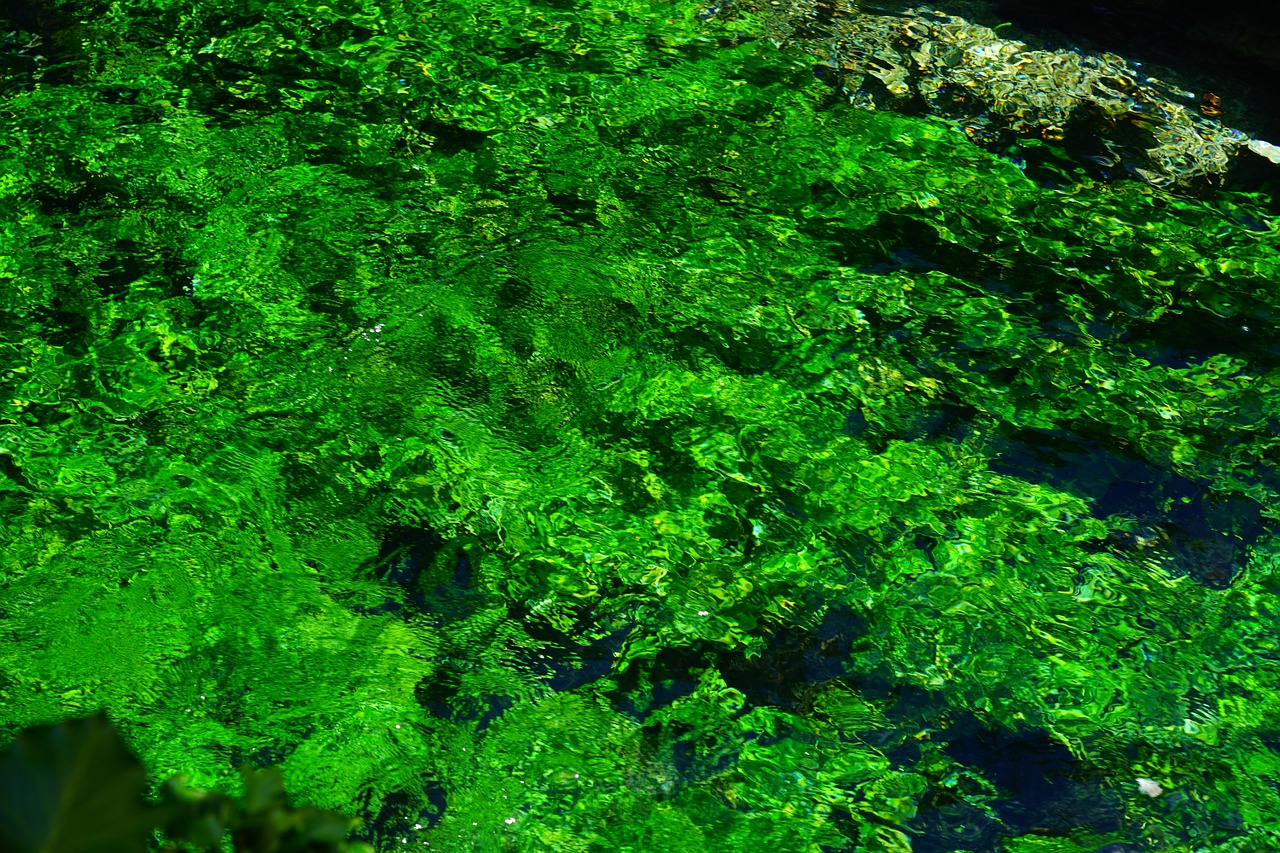 aquatic plants green growth free photo