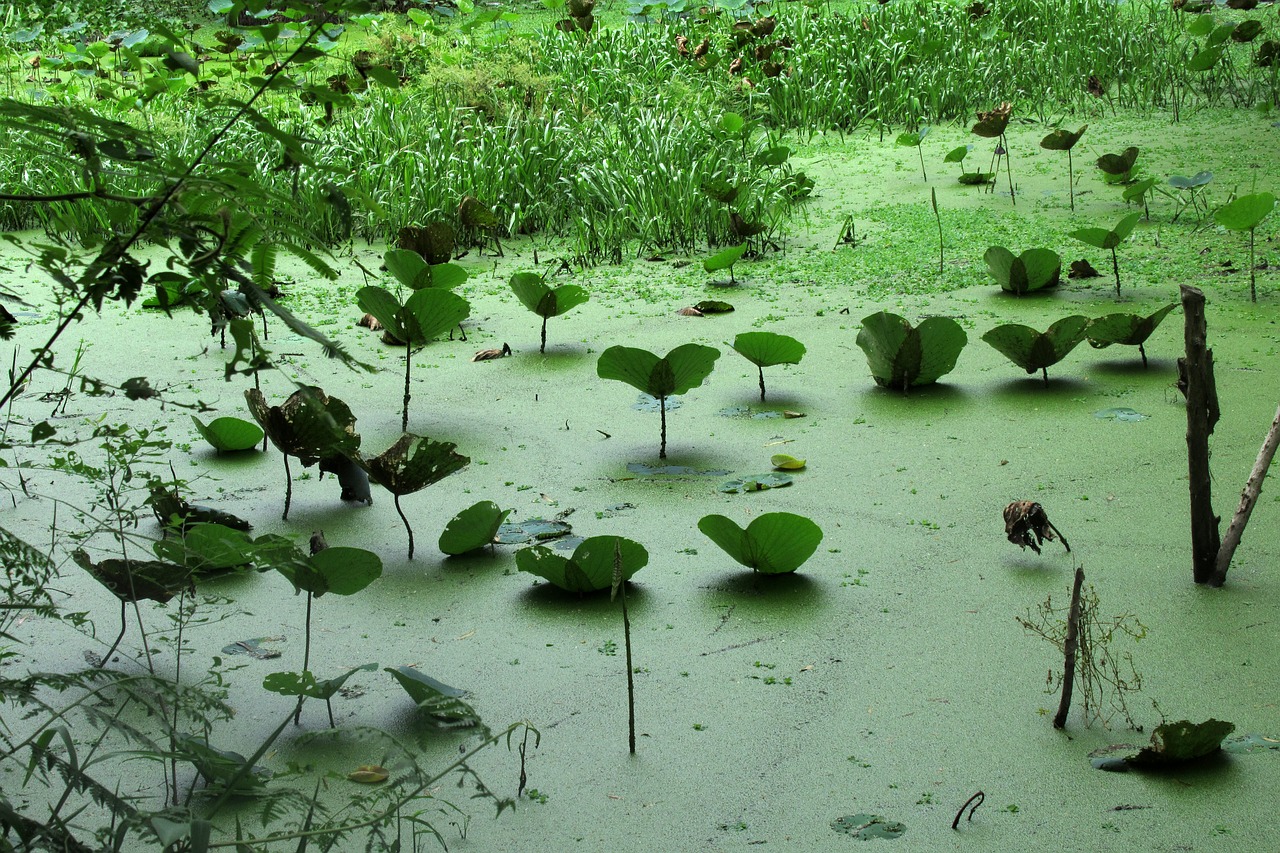 aquatic plants viet nam forest of between about free photo