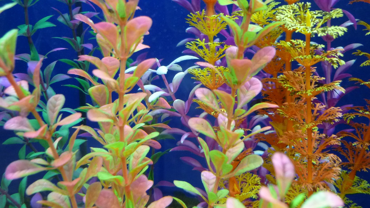 aquatic plants colorful leaves free photo
