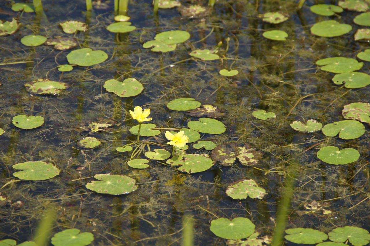 aquatic plants water lilies lily pad free photo