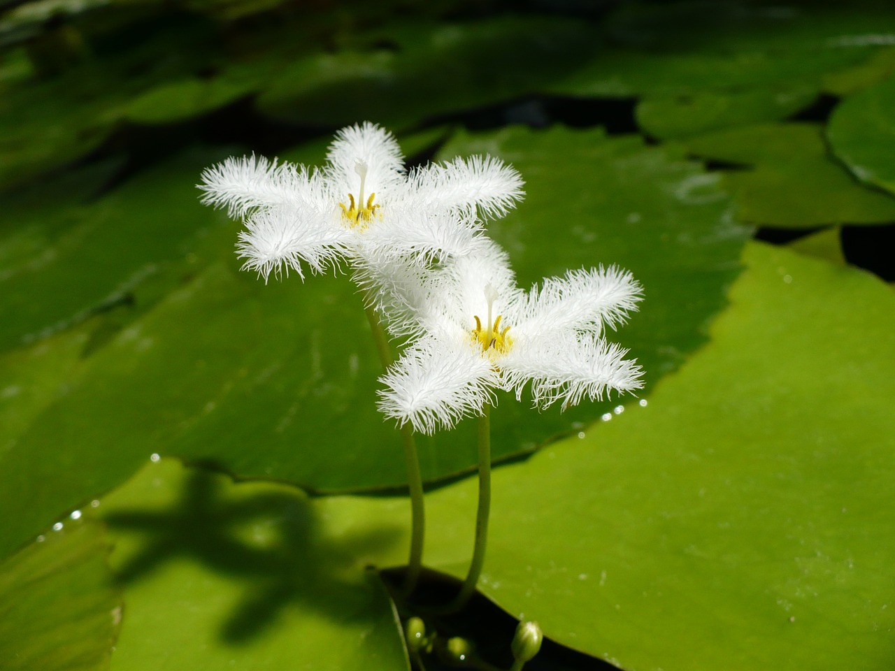 aquatic plants blossom bloom free photo