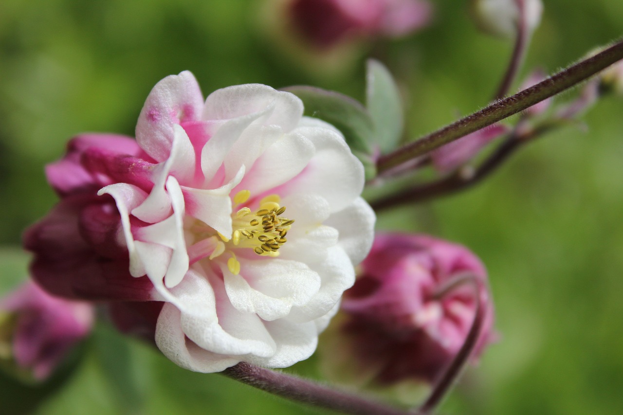 aquilegia columbine flower free photo