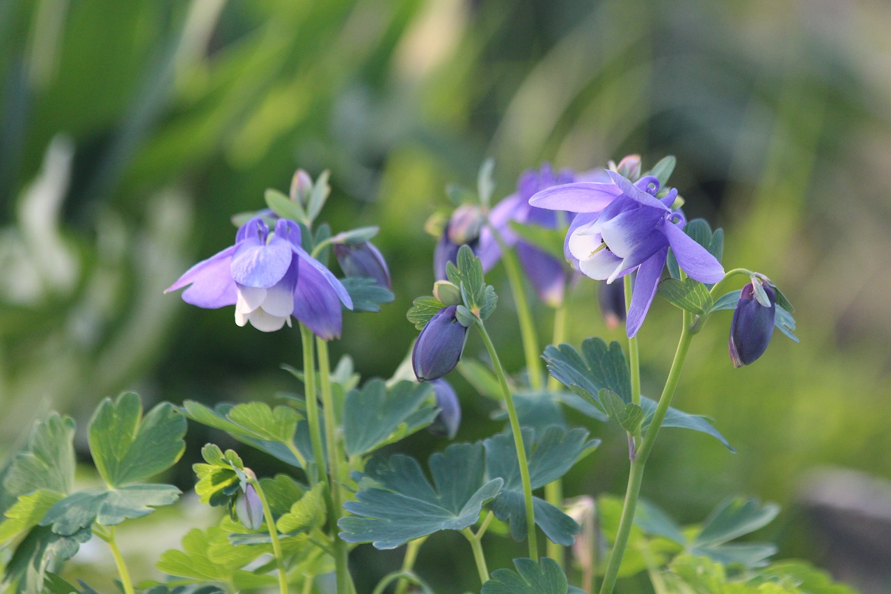 aquilegia the catchment plant free photo