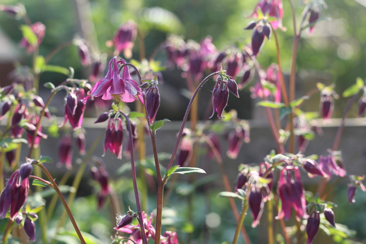 aquilegia  grannies bonnet  columbine free photo