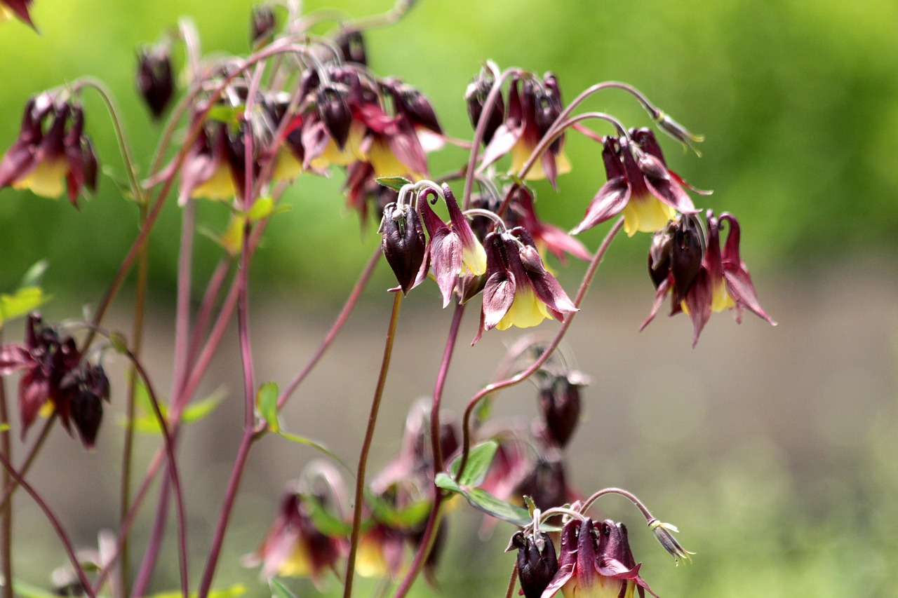 aquilegia  the catchment  plant free photo