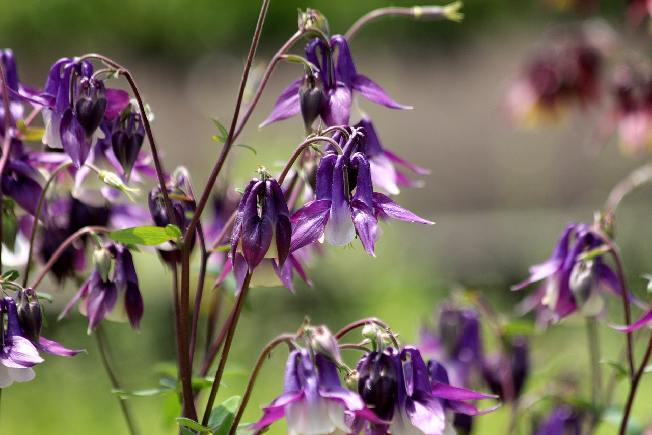 aquilegia  the catchment  plant free photo