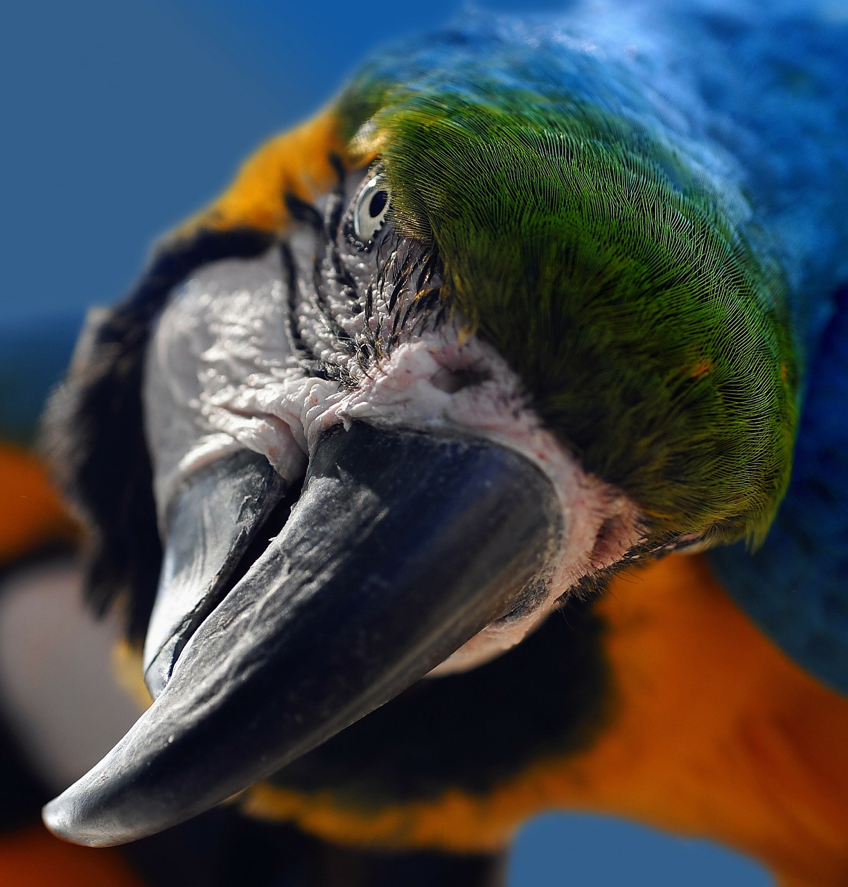 ara yellow macaw parrot free photo
