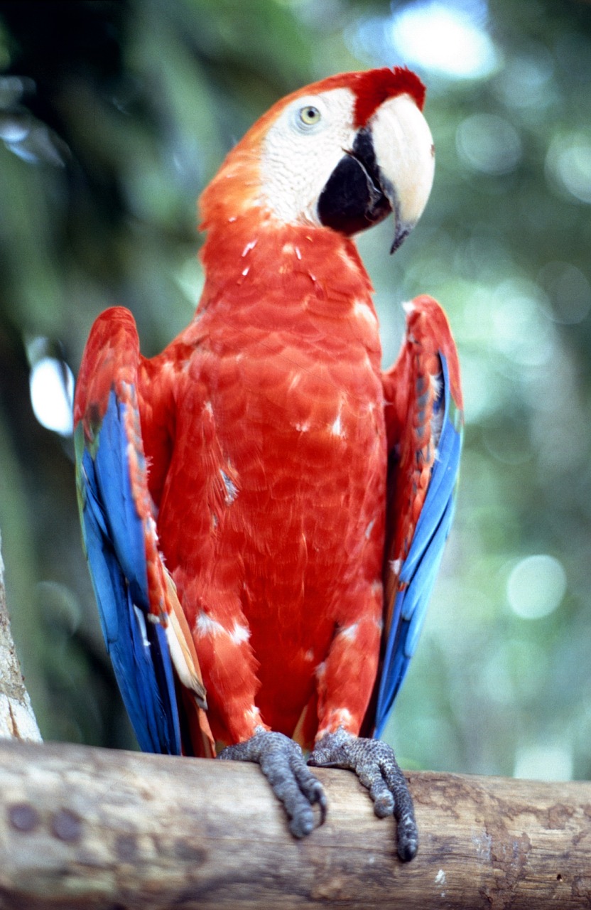 ara parrot bird free photo