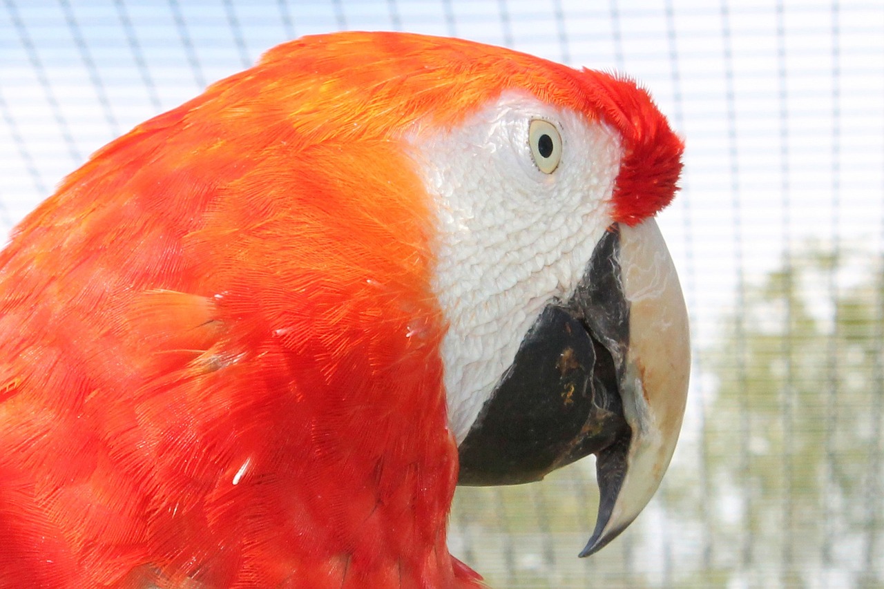 ara parrot bird free photo