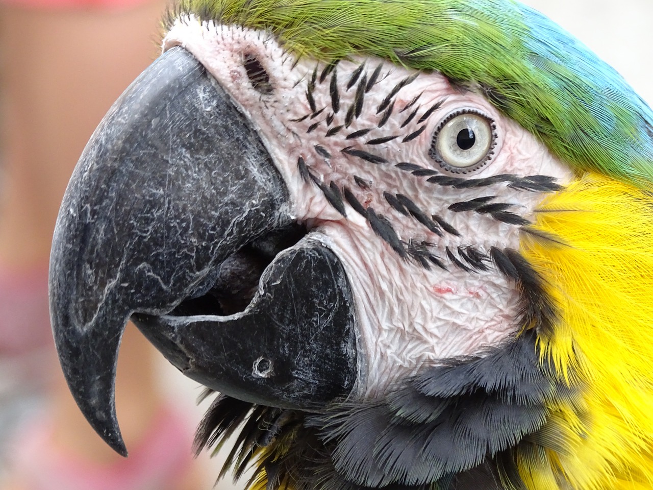 ara parrot portrait free photo
