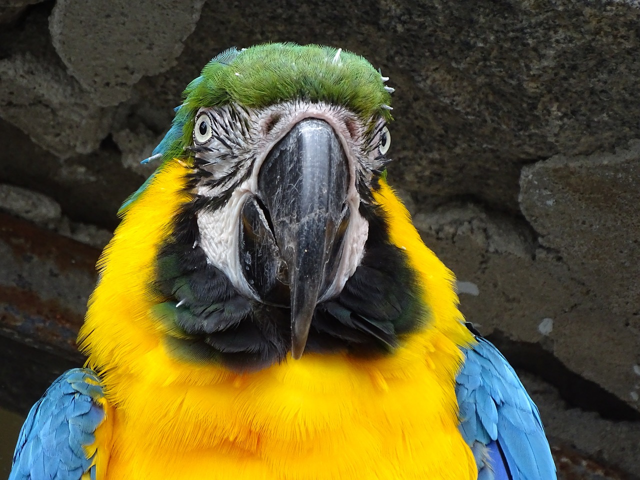 ara parrot portrait free photo