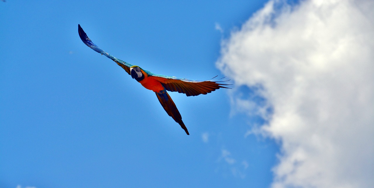 ara parrot fly free photo