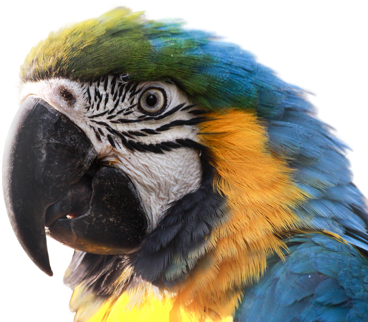 ara parrot bird free photo