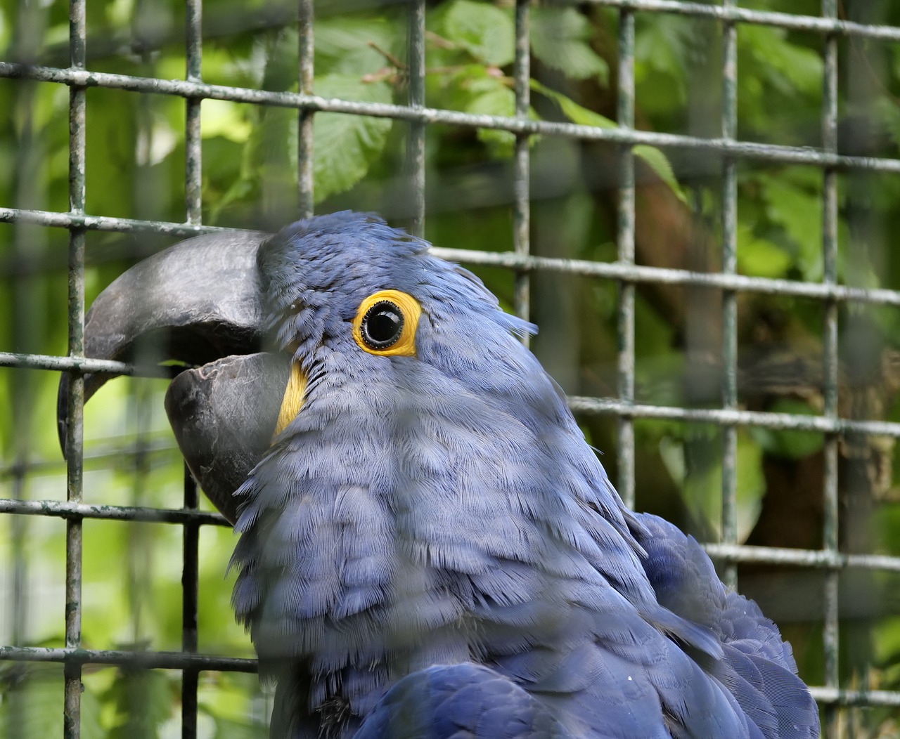 ara  bird  parrot free photo