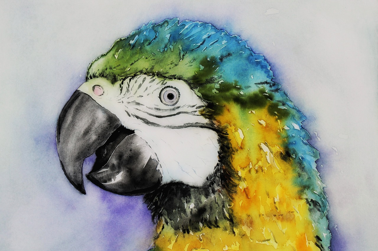 ara  parrot  watercolour free photo