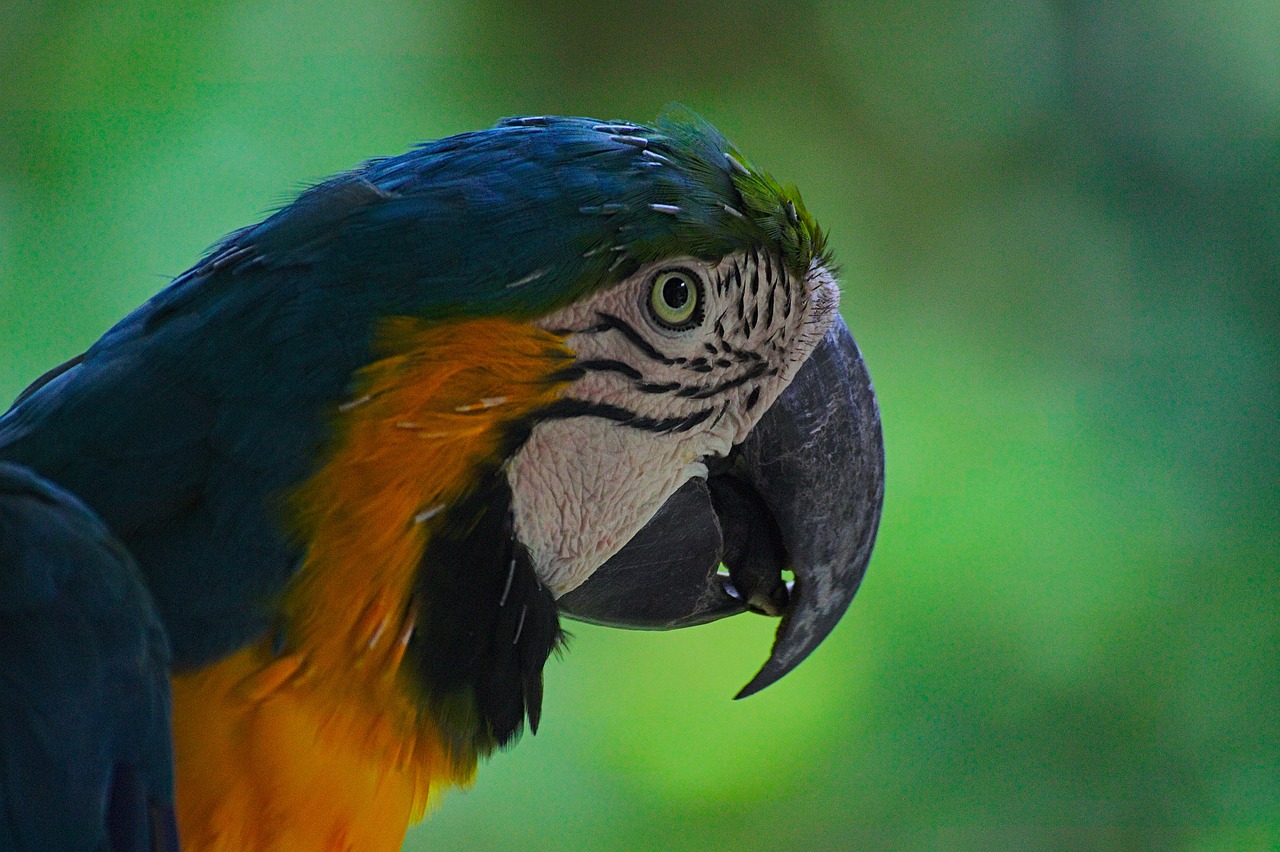 ara  parrot  bird free photo