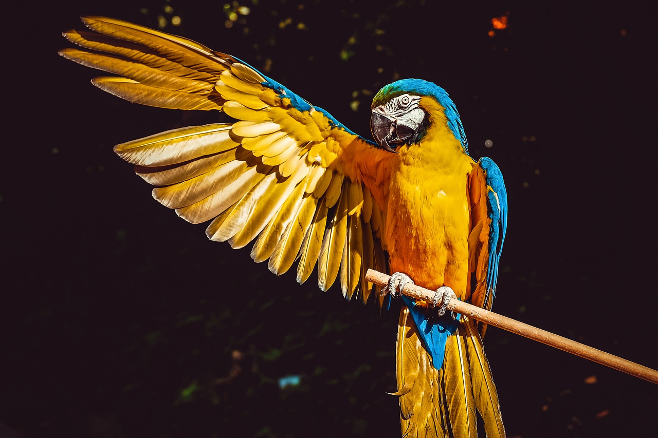 ara  parrot  yellow macaw free photo