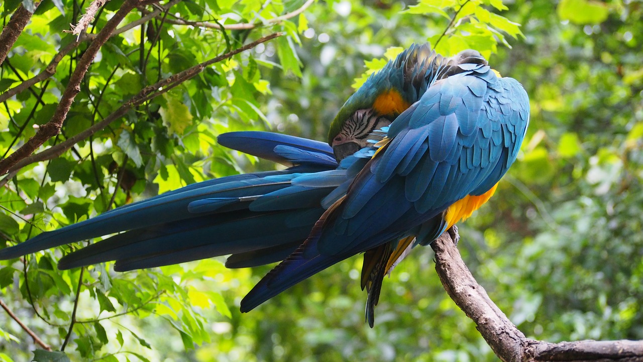 ara  parrot  plumage free photo