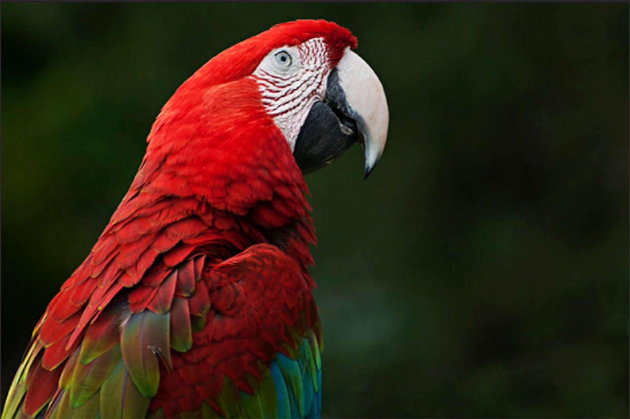 ara  parrot  bird free photo