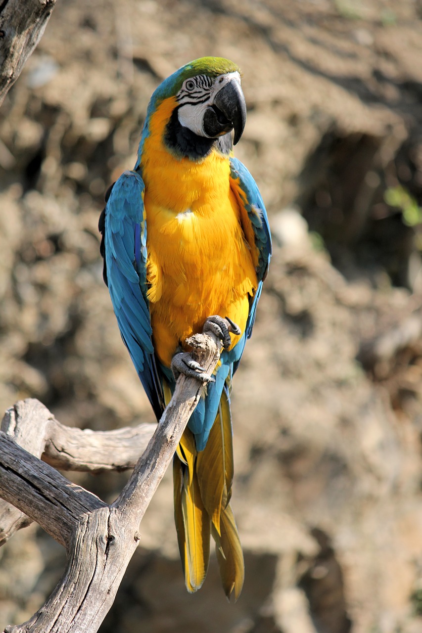 ara  ararauna  parrot free photo