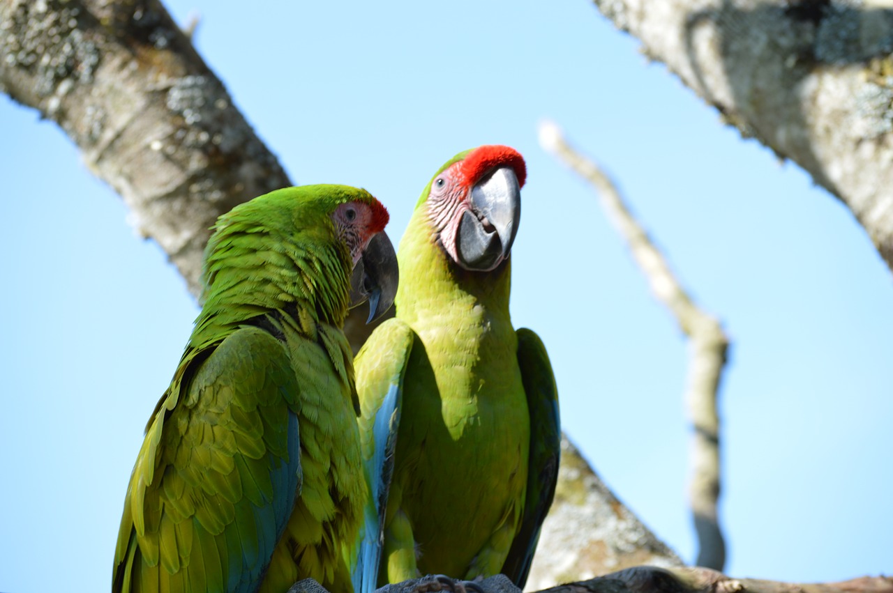 ara  parrot  bird free photo
