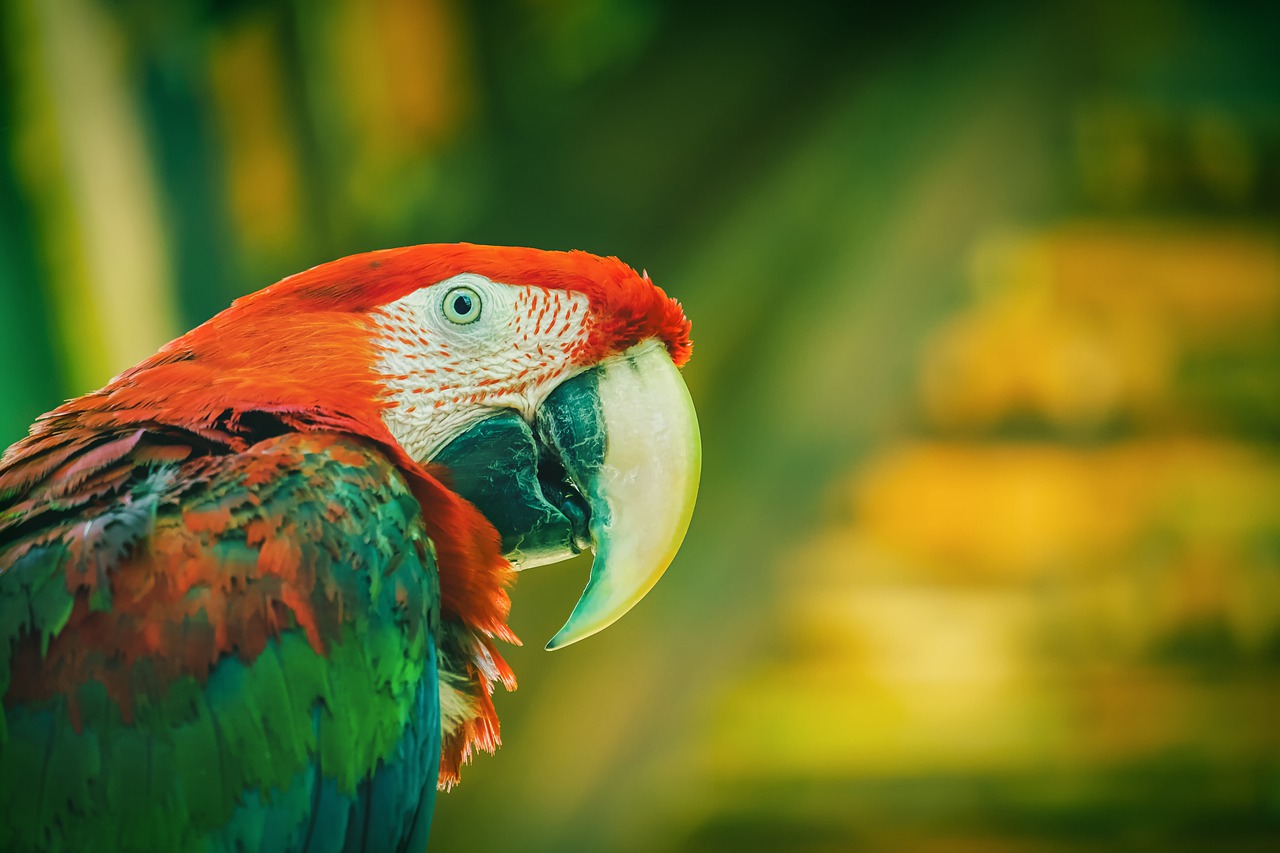ara  parrot  animal free photo