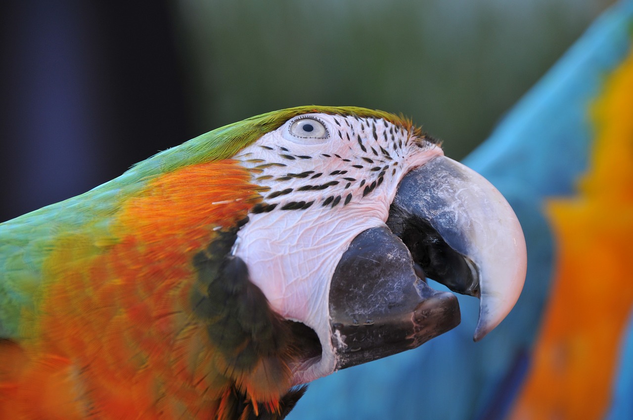 ara parrot bird free photo