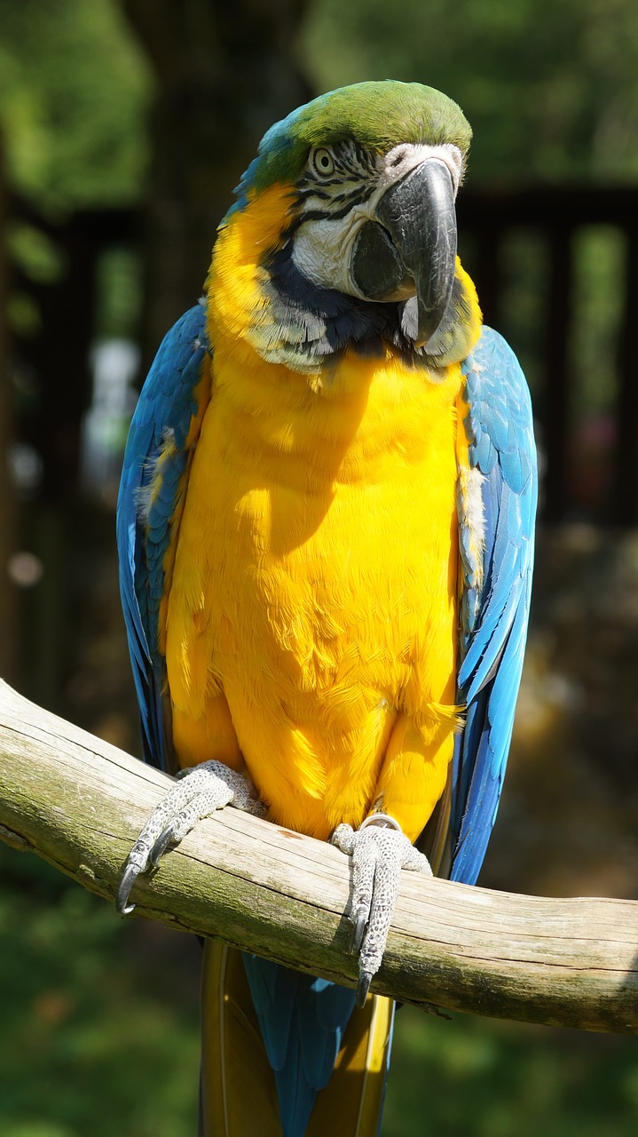 ara parrot bird free photo