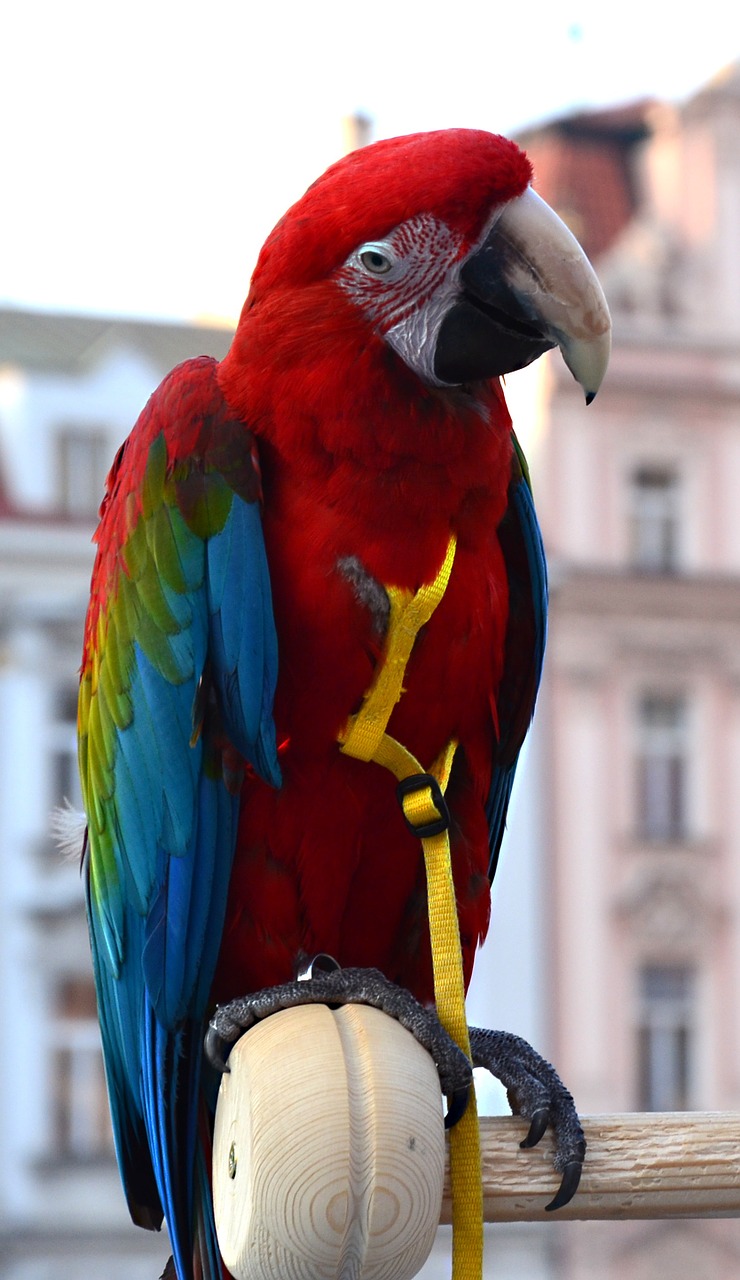 ara parrot prague free photo