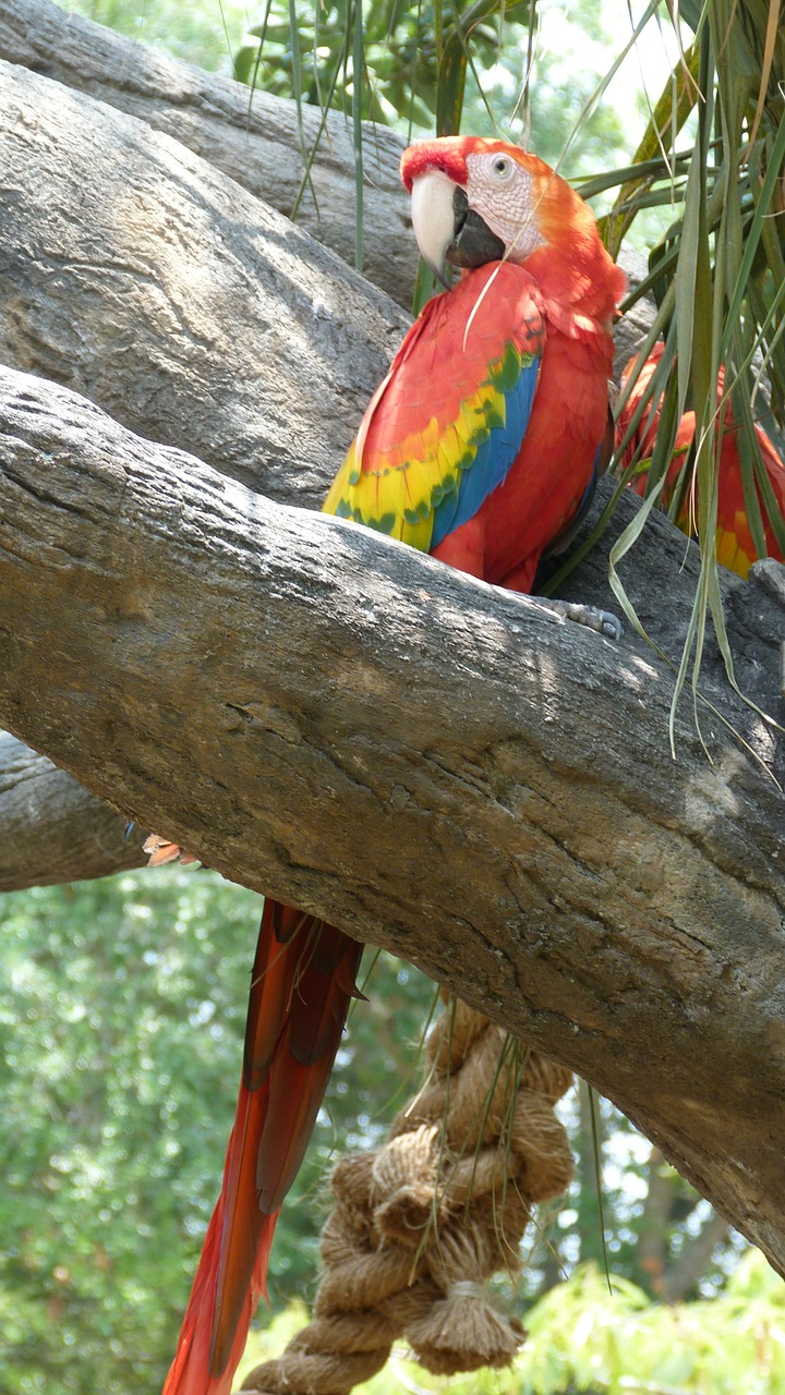 ara parrot plumage free photo
