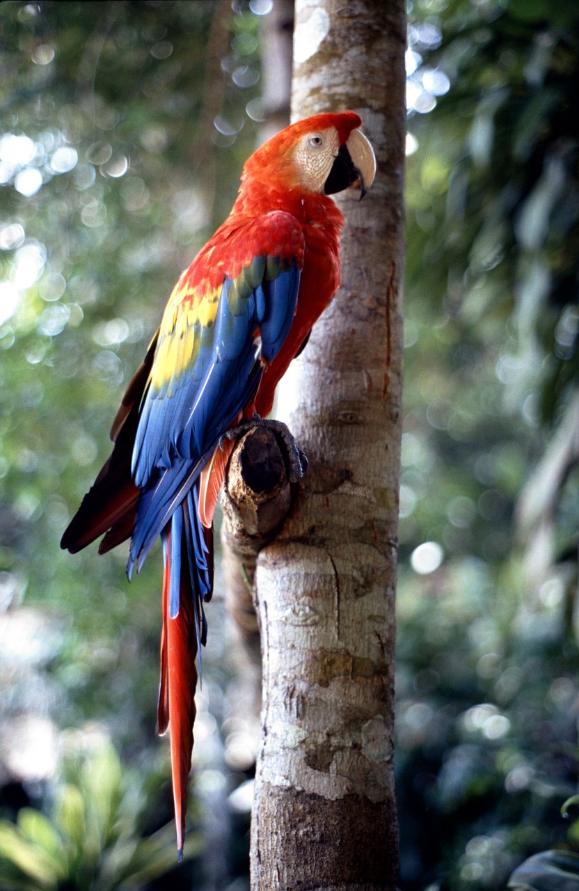 ara bird parrot free photo