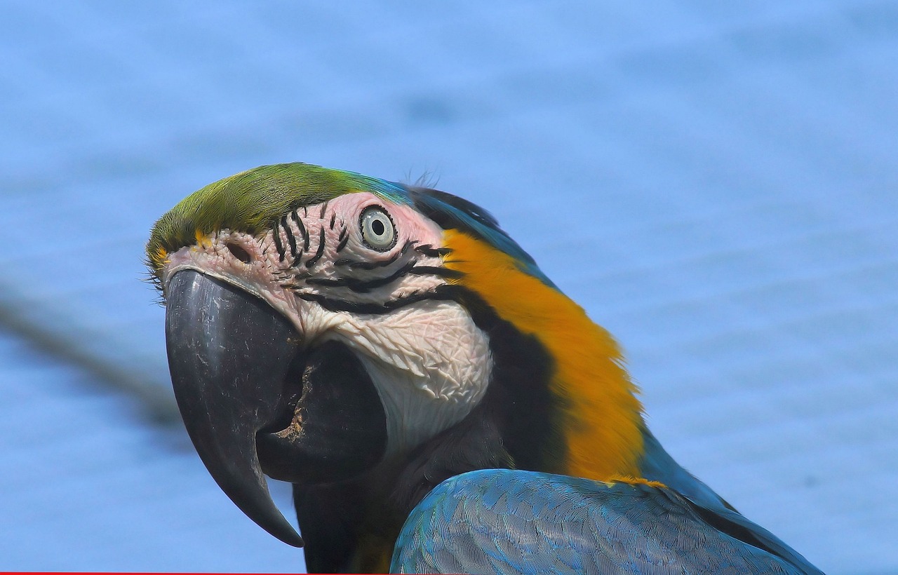 ara parrot tropical free photo