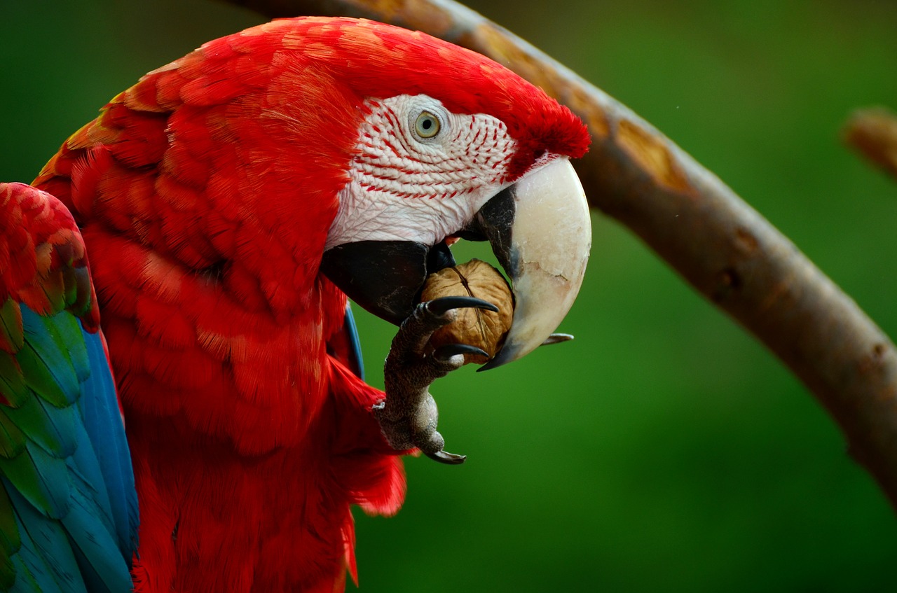 ara parrot scarlet macaw free photo