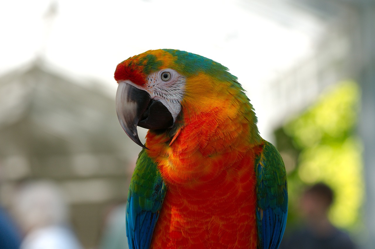 ara hybrid parrot free photo