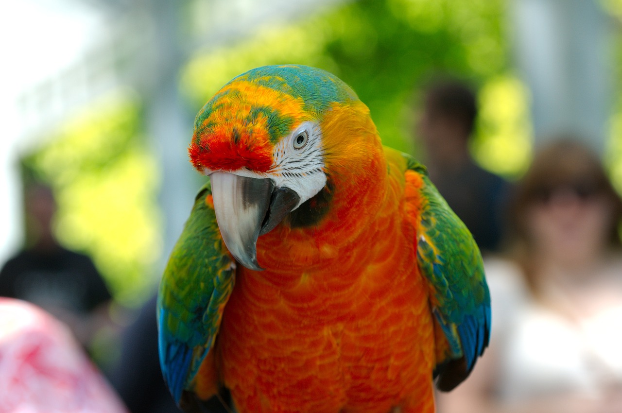 ara hybrid parrot free photo